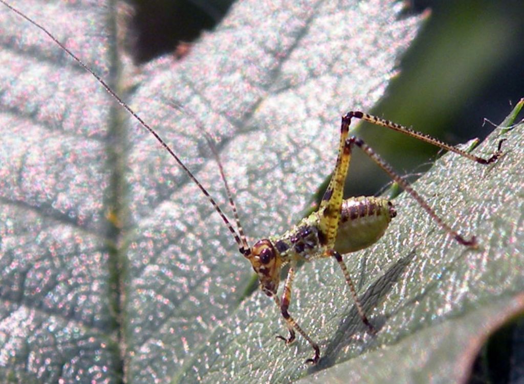 neanidi di Phaneroptera nana